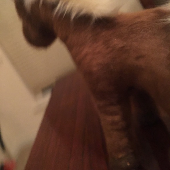 Douglas plush horse New! - Picture 11 of 14